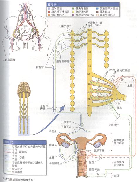 女人性器官|女性生殖系统